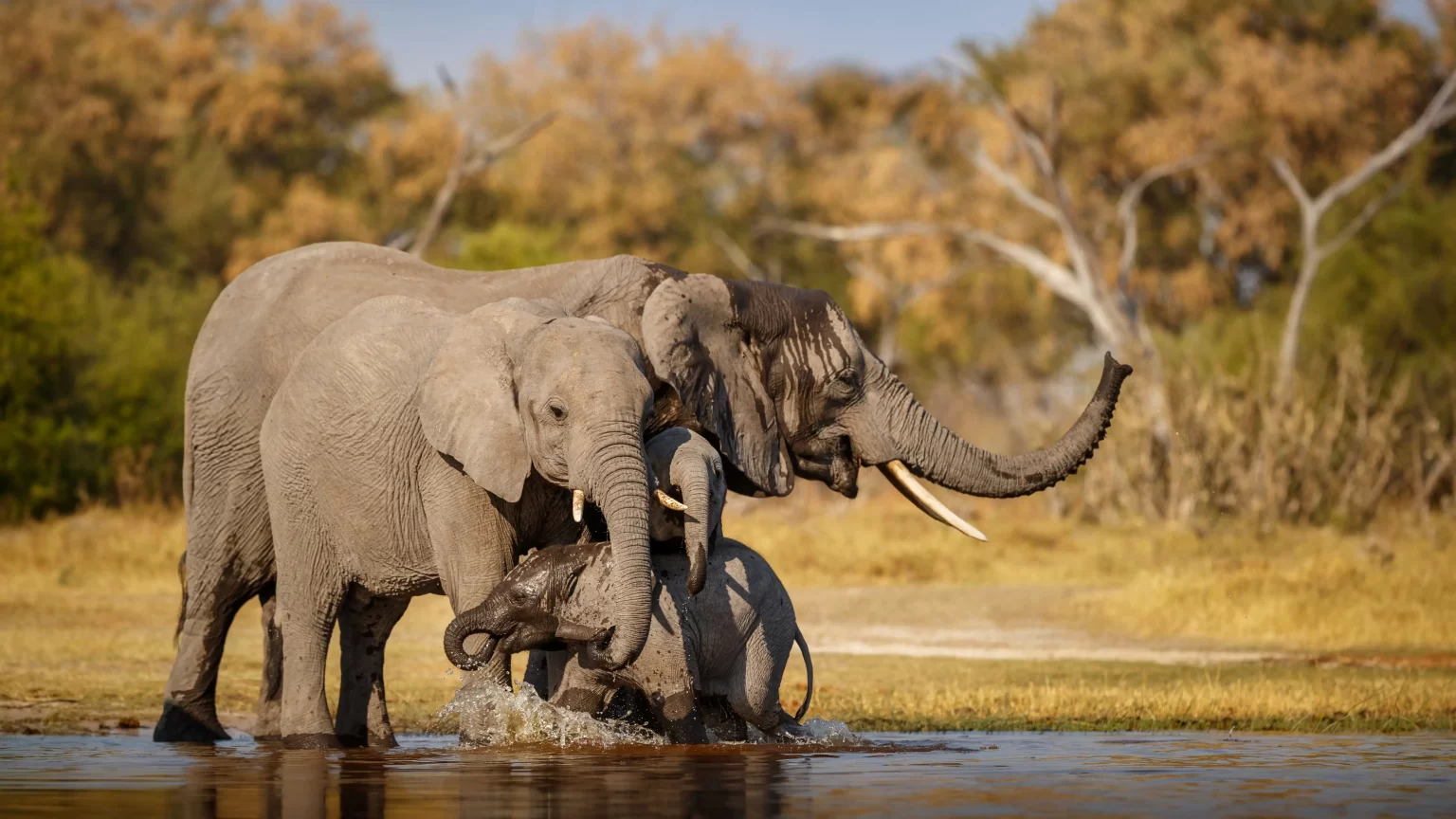 african-elephants-together-nature