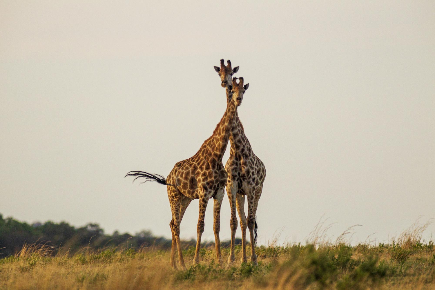 cute-giraffe-south-africa