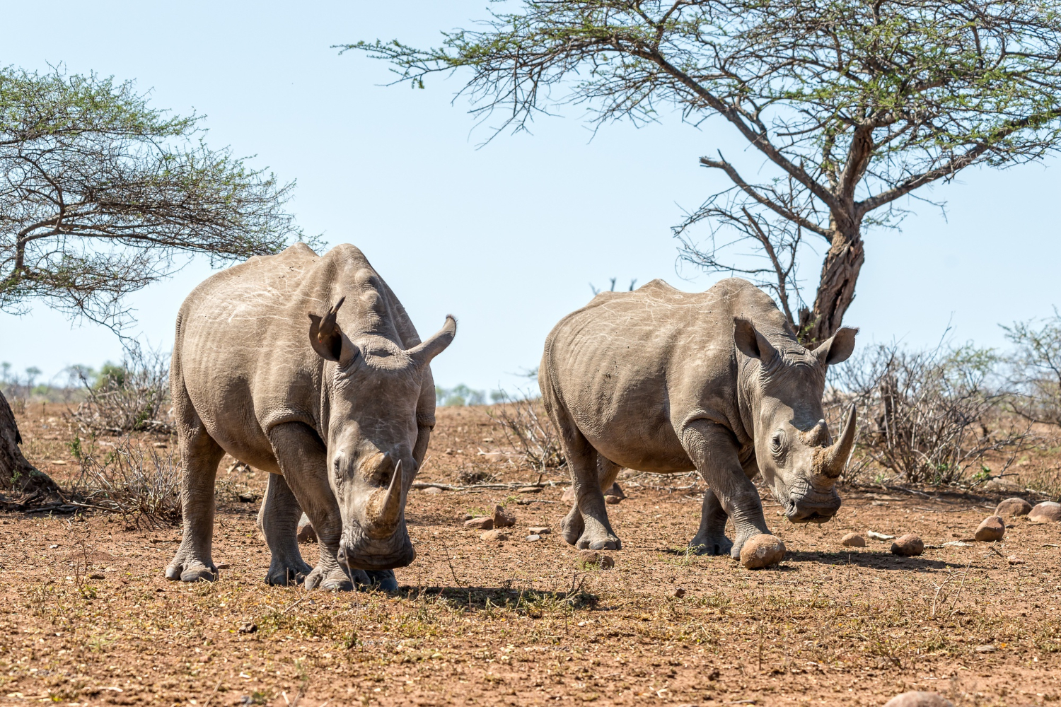 rhinoceros-walking-field-with-clear-blue-sky-background